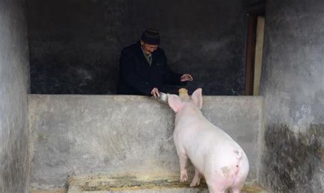 养猪软件哪个赚钱多,又安全,养猪软件哪个赚钱多,又安全又好用缩略图