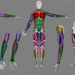 解剖软件女性,解剖女性的软件缩略图