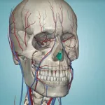 3d解剖软件(3d解剖软件下载)缩略图