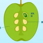 苹果 种子下载软件(苹果种子下载软件有哪些)缩略图