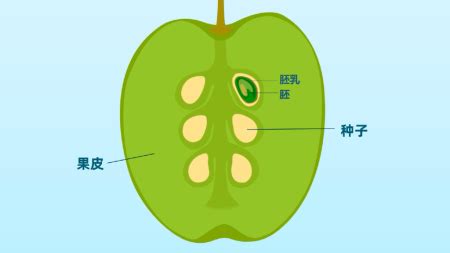 苹果 种子下载软件(苹果种子下载软件有哪些)缩略图