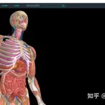 人体3d立体解剖软件(人体3d立体解剖软件推荐)缩略图