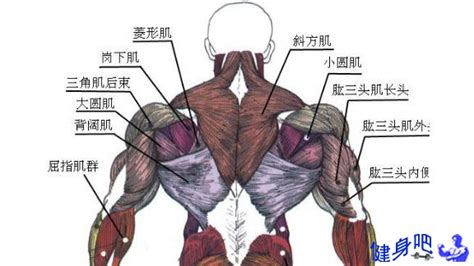 键身动作与肌肉图解,肌肉分布图及动作图缩略图