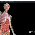 3dbody三维免费人体解剖软件,3d人体医学解剖软件免费缩略图