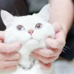 猫咪视频官网(花漾app)缩略图