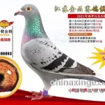 赛鸽成绩查询,赛鸽成绩查询网缩略图