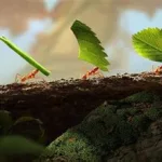 小小的蚂蚁,小小的蚂蚁怎么除掉缩略图