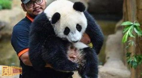 暖暖熊猫(暖暖熊猫为什么被退了回来)缩略图