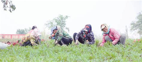 小草客户端缩略图