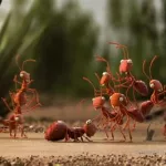 蚂蚁视频,蚂蚁视频下载官网缩略图