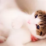 小猫壁纸(小猫壁纸图片大全可爱)缩略图