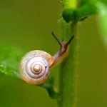 蜗牛app(蜗牛app官方下载)缩略图