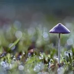 紫色蘑菇(紫色蘑菇图片)缩略图