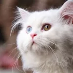 宠物小猫,宠物小猫售卖缩略图