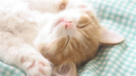 我的宠物猫(我的宠物猫英语作文)缩略图