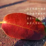 图片头像带字(图片头像带字的)缩略图
