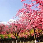 樱花高校,樱花高校模拟器下载中文破解版缩略图