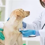宠物问诊,宠物问诊在线咨询缩略图