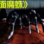 人面魔蛛(人面魔蛛武魂)缩略图