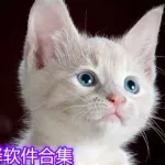 兽语翻译器(兽语翻译器送给哪个食魂)缩略图