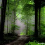 迷幻森林(迷幻森林动画片全集)缩略图