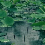 青春期的五月雨,青春期的五月雨游戏缩略图