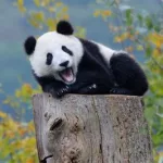 熊猫动态壁纸(华为手机怎么设置熊猫动态壁纸)缩略图