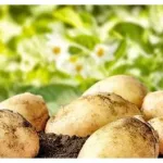 什么的土豆(什么的土豆填合适的词语)缩略图