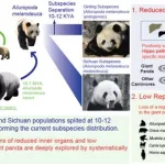 熊猫系统,熊猫系统免费下载缩略图