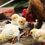 什么小鸡,什么小鸡苗最好养缩略图