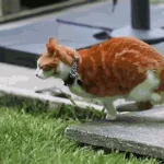 小猫跑酷,小猫跑酷下载缩略图