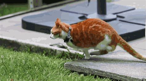 小猫跑酷,小猫跑酷下载缩略图