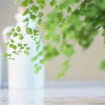 小清新桌面,小清新桌面壁纸高清缩略图