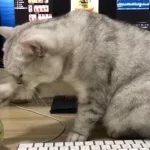 贪吃的小猫(贪吃的小猫看图写话)缩略图