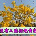 可以看黄的应用(可以不用花钱就能看的软件)缩略图