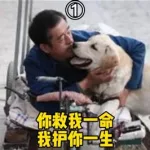 一人一狗,一人一狗的丧尸电影叫什么缩略图