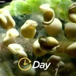 小蝌蚪直播,小蝌蚪短视频缩略图