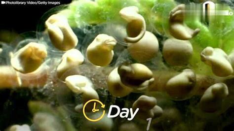 小蝌蚪直播,小蝌蚪短视频缩略图