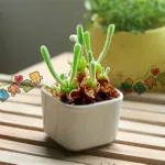 迷你植物,迷你植物大战僵尸缩略图