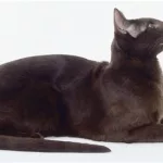 哈瓦那猫(哈瓦那猫多少钱一只)缩略图
