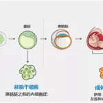 细胞进化,细胞进化游戏缩略图