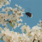 像素蜜蜂(像素蜜蜂app)缩略图