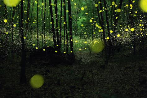 萤火森林(萤火森林星星班长)缩略图