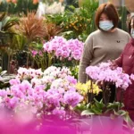 鲜花直播,鲜花直播间销量第一名缩略图