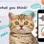 猫咪语言翻译器,猫咪语言翻译器app免费版缩略图