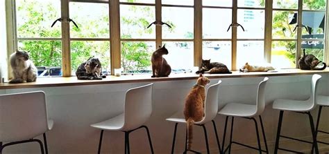 猫咪餐厅,猫咪餐厅小游戏缩略图