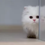 电脑桌面宠物,电脑桌面宠物猫缩略图