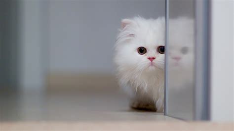 电脑桌面宠物,电脑桌面宠物猫缩略图