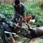 野猪猎人,野猪猎人刀缩略图