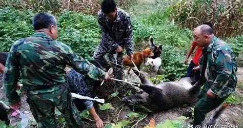 野猪猎人,野猪猎人刀缩略图